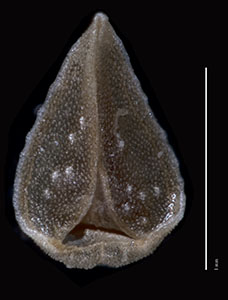 SD42216 large nutlet ventral view