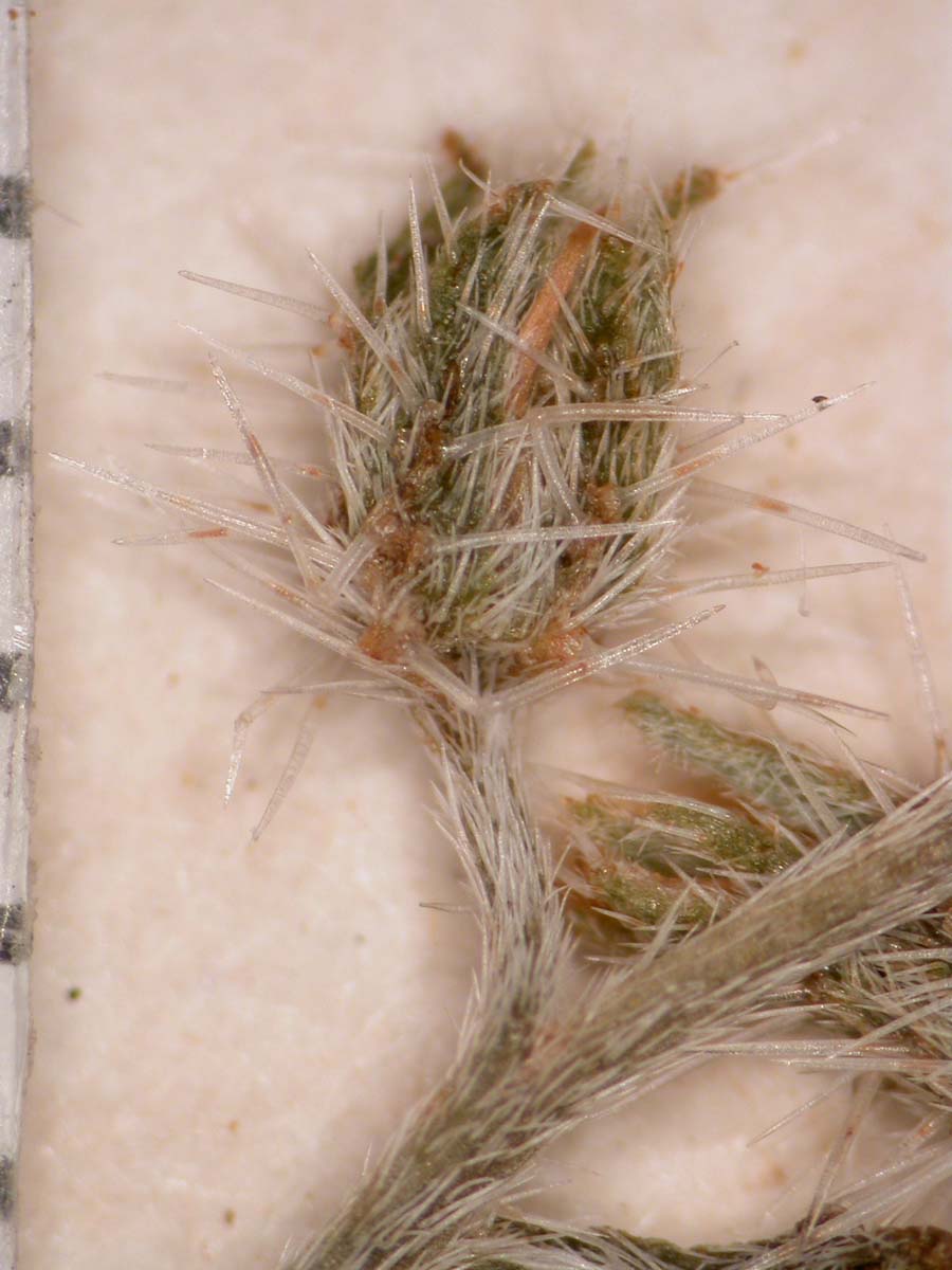 C_racemosa-SD42216 fruiting calyx