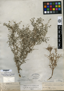 Holotype: GH 00097032 herbarium sheet