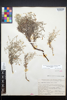 SD42216 specimen