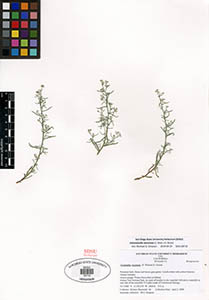 SDSU 18710 herbarium sheet