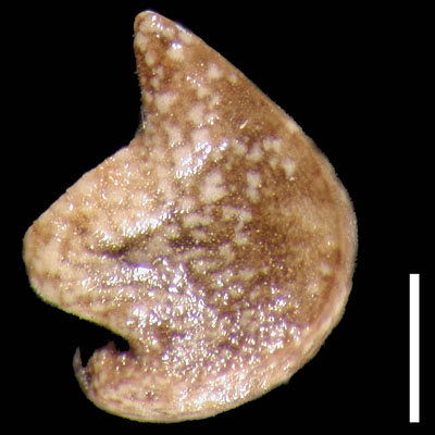 POM46663 nutlet, lateral View