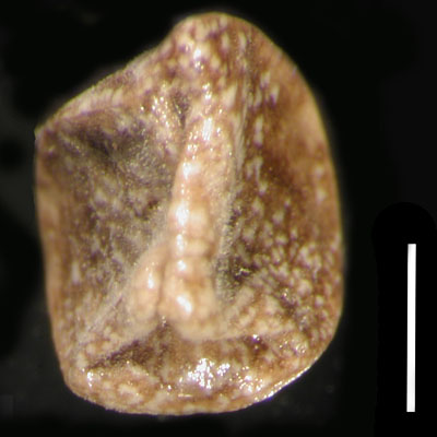 POM46663 nutlet, ventral View