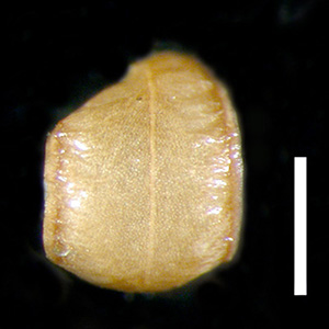 RSA499828 Nutlet, Dorsal View