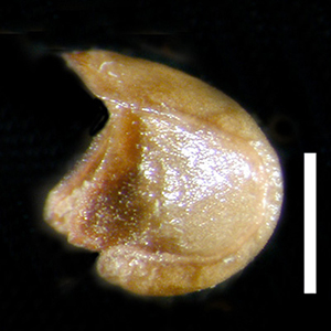 RSA499828 nutlet, lateral View