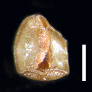 RSA499828 nutlet, ventral View