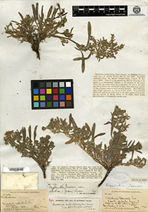 Herbarium Sheet of GH00097377