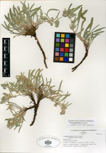 Herbarium Sheet of SDSU20024