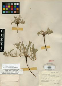 Herbarium Sheet of SDSU 05423