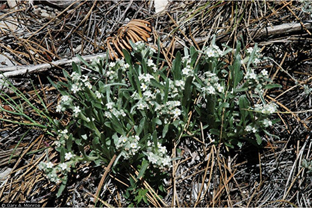 Field Image of Oreocarya abortiva