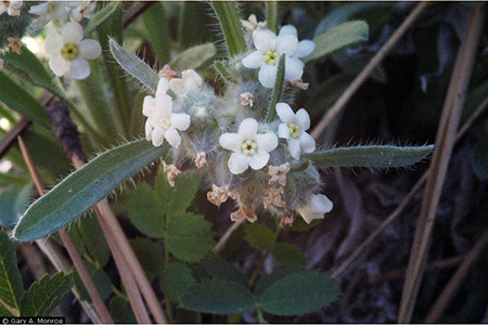 Field Image of Oreocarya abortiva 2