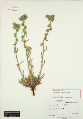 Oreocarya atwoodii holotype specimen