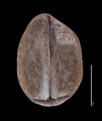 Oreocarya atwoodii SDSU21280, nutlet ventral view