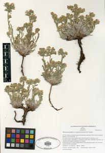 Oreocarya atwoodii SDSU21280, herbarium specimen