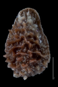 Oreocarya bakeri POM183000 nutlet dorsal view