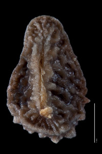 Oreocarya bakeri POM183000 nutlet ventral view