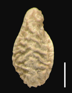 Oreocarya bakeri (RSA 76402) nutlet dorsal view