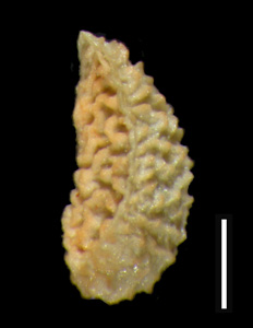 Oreocarya bakeri (RSA 76402) nutlet lateral view