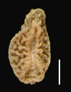 Oreocarya bakeri (RSA 76402) nutlet ventral view