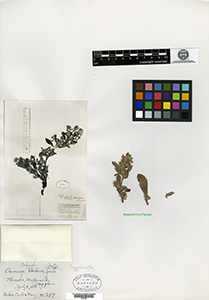 GH00097380 Isotype