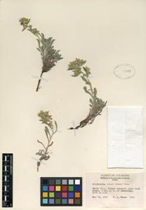 Oreocarya bakeri (RSA 76402) herbarium specimen