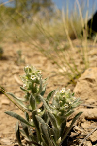 Oreocarya bakeri SDSU20054 field photo1