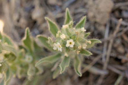 Oreocarya bakeri SDSU20054 field photo2