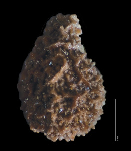 Oreocarya bakeri SDSU20054 nutlet dorsal view