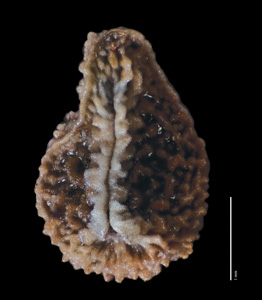 Oreocarya bakeri SDSU20054 nutlet ventral view