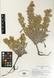 Oreocarya bakeri SDSU21279