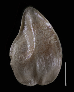 Oreocarya barnebyi CAS429318 nutlet dorsal view