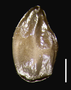 Oreocarya barnebyi CAS429318 nutlet2 dorsal view