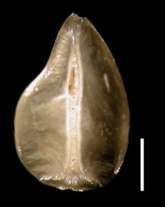 Oreocarya barnebyi CAS429318 nutlet2 ventral view