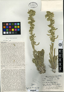 Orecarya barnebyi GH00095920 holotype