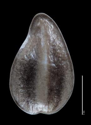 Oreocarya barnebyi SDSU21278 nutlet dorsal view