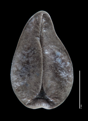 Oreocarya barnebyi SDSU21278 nutlet ventral view