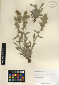 Oreocarya barnebyi RSA338310 herbarium sheet