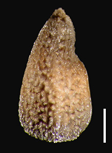 Oreocarya breviflora POM324737 nutlet dorsal view