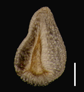 Oreocarya breviflora POM324737 nutlet ventral view