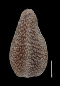 Oreocarya breviflora SDSU21484 nutlet dorsal view