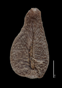 Oreocarya breviflora SDSU21484 nutlet ventral view