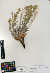 Oreocarya breviflora SDSU21484 specimen