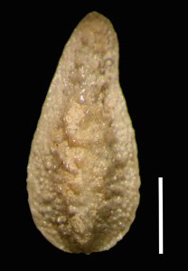 SD104243 nutlet dorsal view