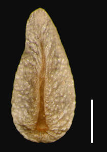 SD104243 nutlet ventral view