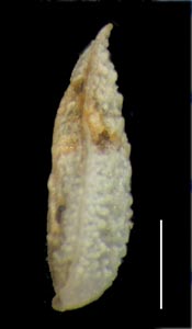 SD104243 nutlet lateral view