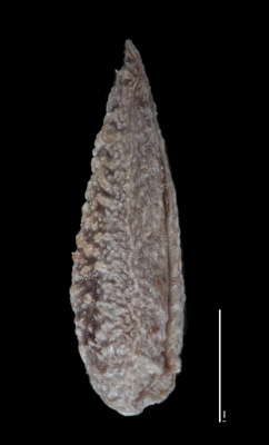 SDSU21276 nutlet lateral view