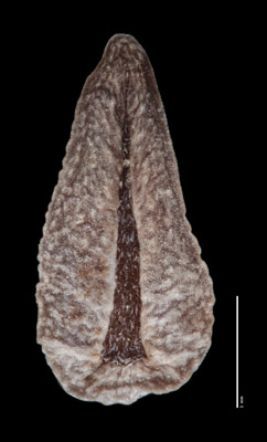 SDSU21276 nutlet ventral view