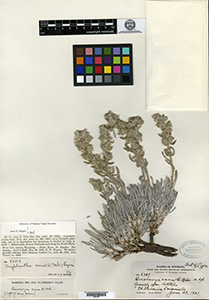 Oreocarya cana GH00097653 type specimen