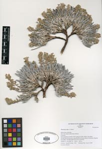 Oreocarya cana SDSU21274 herbarium sheet