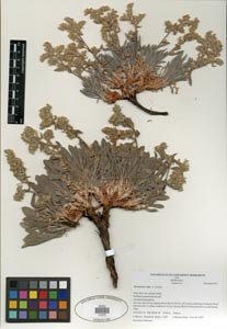 Oreocarya cana SDSU21275